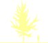 Пиктограмма: высота, габитус (habitus) гинкго двулопастный (ginkgo biloba}), типовой вид