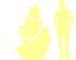 Пиктограмма: высота, биоформа, габитус, habitus, гинкго двулопастный (ginkgo biloba) 'tit'