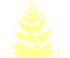 Пиктограмма: высота, габитус (habitus) ель обыкновенная (picea abies}) 'aurea'