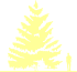 Пиктограмма: высота растения, биоформа, габитус, habitus, ель Энгельмана (picea engelmannii)' '