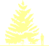Пиктограмма: высота растения, биоформа, габитус, habitus, ель Энгельмана (picea engelmannii)' glauca'