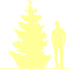 Пиктограмма: высота, габитус (habitus) кипарисовик нутканский (chamaecyparis nootkatensis}) 'aurea'