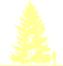 Пиктограмма: высота растения, биоформа, габитус, habitus, лиственница европейская (larix decidua)' '