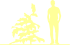 Пиктограмма: высота, габитус (habitus) лиственница европейская (larix decidua}) 'little bogie'