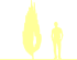 Пиктограмма: высота растения, биоформа, габитус, habitus, лиственница Кемпфера (larix kaempferi)' jakobsen's pyramid'