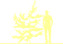 Пиктограмма: высота, габитус (habitus) лиственница Кемпфера (larix kaempferi}) 'diana'