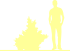 Пиктограмма: высота, биоформа, габитус, habitus, пихта корейская (abies koreana) 'aurea'