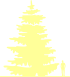 Пиктограмма: высота растения, биоформа, габитус, habitus, пихта одноцветная (abies concolor)' glauca'