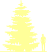 Пиктограмма: высота растения, биоформа, габитус, habitus, пихта одноцветная (abies concolor)' wintergold'