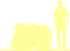 Пиктограмма: высота, габитус (habitus) сосна черная (pinus nigra}) 'hornibrookiana'