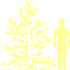 Пиктограмма: высота, габитус (habitus) сосна остистая (pinus aristata}), типовой вид