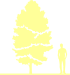 Пиктограмма: высота растения, биоформа, габитус, habitus, сосна сибирская (pinus sibirica)' '