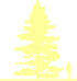 Пиктограмма: высота, габитус (habitus) сосна Веймутова (pinus strobus}), типовой вид