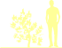 Пиктограмма: высота растения, биоформа, габитус, habitus, сосна Веймутова (pinus strobus)' krugers liliput'