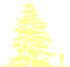 Пиктограмма: высота, биоформа, габитус, habitus, тсуга канадская (tsuga canadensis)