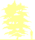 Пиктограмма: высота растения, биоформа, габитус, habitus, багрянник японский (cercidiphyllum japonicum)' '