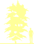 Пиктограмма: высота растения, биоформа, габитус, habitus, багрянник японский (cercidiphyllum japonicum)' rotfuchs'