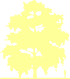 Пиктограмма: высота, биоформа, габитус, habitus, береза бородавчатая (betula pendula)