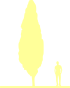 Пиктограмма: высота, биоформа, габитус, habitus, береза бородавчатая (betula pendula) 'fastigiata'