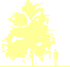 Пиктограмма: высота растения, биоформа, габитус, habitus, береза бородавчатая (betula pendula)' laсiniata'