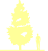 Пиктограмма: высота растения, биоформа, габитус, habitus, береза бородавчатая (betula pendula)' golden cloud'