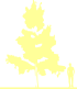 Пиктограмма: высота растения, биоформа, габитус, habitus, береза бородавчатая (betula pendula)' schneverdinger goldbirke'