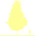 Пиктограмма: высота растения, биоформа, габитус, habitus, береза гибридная (betula hybrida)' hoseri'