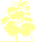 Пиктограмма: высота, биоформа, габитус, habitus, береза бумажная (betula papyrifera)
