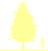 Пиктограмма: высота, габитус (habitus) береза полезная (betula utilis}) 'doorenbos'
