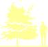 Пиктограмма: высота растения, биоформа, габитус, habitus, боярышник однопестичный (crataegus monogyna)' variegata'
