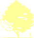 Пиктограмма: высота, габитус (habitus) бук лесной (fagus sylvatica}) 'aspleniifolia'
