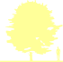 Пиктограмма: высота растения, биоформа, габитус, habitus, бук лесной (fagus sylvatica)' rohanii'