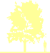 Пиктограмма: высота, габитус (habitus) граб обыкновенный (carpinus betulus}) 'purpurea'