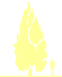 Пиктограмма: высота растения, биоформа, габитус, habitus, дуб гибридный (quercus hybrida)' monument'