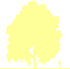 Пиктограмма: высота, габитус (habitus) дуб черешчатый (quercus robur}), типовой вид