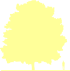 Пиктограмма: высота, биоформа, габитус, habitus, дуб красный (quercus rubra)