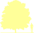 Пиктограмма: высота, биоформа, габитус, habitus, дуб красный (quercus rubra) 'aurea'