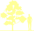 Пиктограмма: высота растения, биоформа, габитус, habitus, дуб черешчатый (quercus robur)' pectinata'