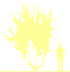 Пиктограмма: высота растения, биоформа, габитус, habitus, ива вавилонская (salix babylonica)' tortuosa'