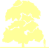 Пиктограмма: высота растения, биоформа, габитус, habitus, клен белый (acer pseudoplatanus)' '
