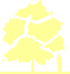 Пиктограмма: высота растения, биоформа, габитус, habitus, клен белый (acer pseudoplatanus)' nizetii'