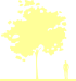 Пиктограмма: высота растения, биоформа, габитус, habitus, клен белый (acer pseudoplatanus)' simon louis freres'