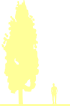 Пиктограмма: высота растения, биоформа, габитус, habitus, клен остролистный (acer platanoides)' columnare'