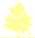 Пиктограмма: высота, биоформа, габитус, habitus, клен остролистный (acer platanoides) 'schwedleri'