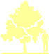 Пиктограмма: высота растения, биоформа, габитус, habitus, клен ясенелистный (acer negundo)' kelly's gold'