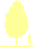 Пиктограмма: высота растения, биоформа, габитус, habitus, клен красный (acer rubrum)' franksred'
