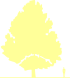 Пиктограмма: высота растения, биоформа, габитус, habitus, липа американская (tilia americana)' липа гладкая, липа черная'