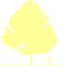 Пиктограмма: высота растения, биоформа, габитус, habitus, липа европейская (tilia europaea)' pallida'