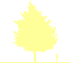Пиктограмма: высота, биоформа, габитус, habitus, липа войлочная (tilia tomentosa) 'varsaviensis'