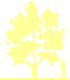 Пиктограмма: высота растения, биоформа, габитус, habitus, магнолия бруклинская (magnolia brooklynensis)' yellow bird'